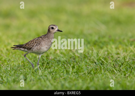 Pluvier fauve (Pluvialis fulva), les adultes en plumage d'hiver de nourriture dans l'herbe. Banque D'Images