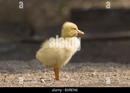 Petit canard jaune Banque D'Images