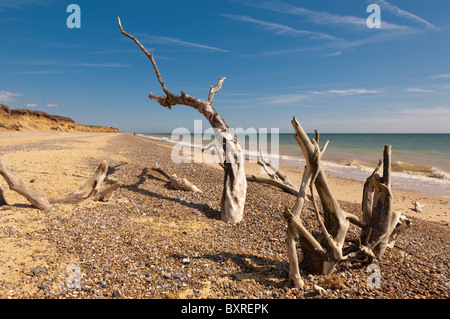 Les arbres étant tombé de la falaise en raison de l'érosion sur la plage entre Benacre et Covehithe dans Suffolk , Angleterre , Angleterre , Royaume-Uni Banque D'Images