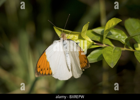 Orange-tip, nom scientifique : Pieridae Anthocharis cardamines Homme Banque D'Images