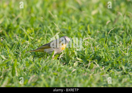 Sicalis flaveola Finch (safran), femme de nourriture dans l'herbe. Banque D'Images