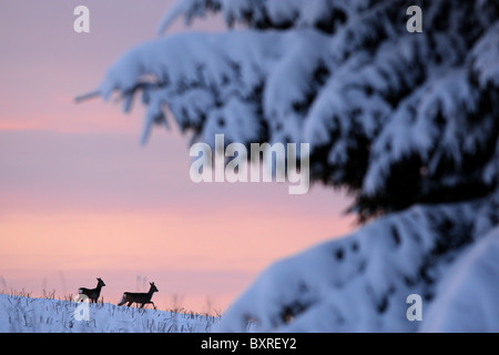 Couple de chevreuils (Capreolus capreolus) in snowy field Banque D'Images