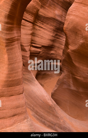 Tourbillonnant, formes érodées dans les étroites limites de grès rouge, Peekaboo Canyon Banque D'Images