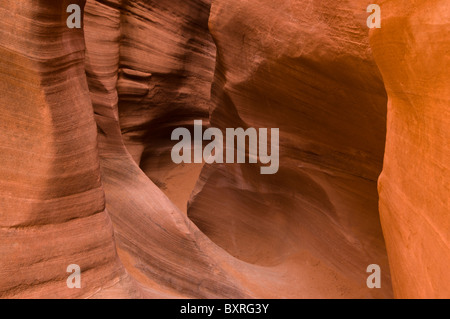 Tourbillonnant, formes érodées dans les étroites limites de grès rouge, Peekaboo Canyon Banque D'Images