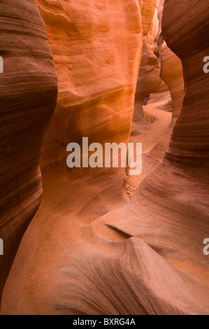 Tourbillonnant, formes érodées dans les étroites limites de grès rouge, Peekaboo Canyon Banque D'Images