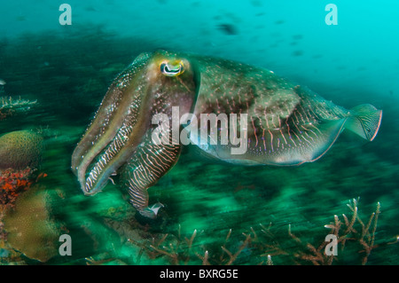 Broadclub la seiche, Sepia latimanus, natation sur coral reef, Lankayan, Sabah, Malaisie, Bornéo Banque D'Images