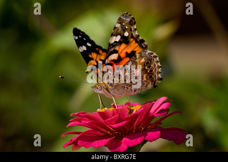 L'amiral rouge nectar sur l'échinacée. Banque D'Images