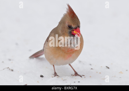 Le Cardinal rouge femelle sur la neige au sol couvert de nourriture Banque D'Images