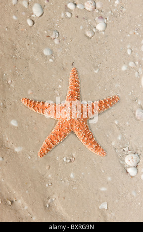 Vacances d'été idyllique avec arrière-plan copy space Banque D'Images