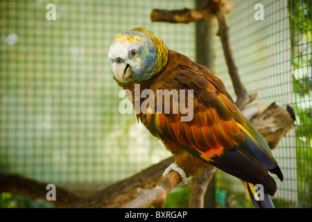 St Vincent parrot, espèce en voie de disparition Banque D'Images