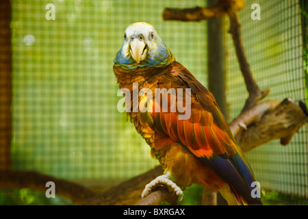St Vincent parrot, espèce en voie de disparition Banque D'Images