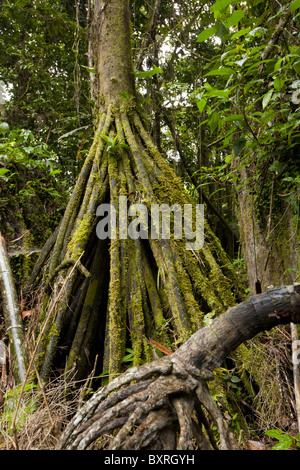 Socratea Exorrhiza Le Palm Marche ou Cashapona est un palmier originaire des forêts pluviales tropicales en Amérique du Sud et centrale Banque D'Images