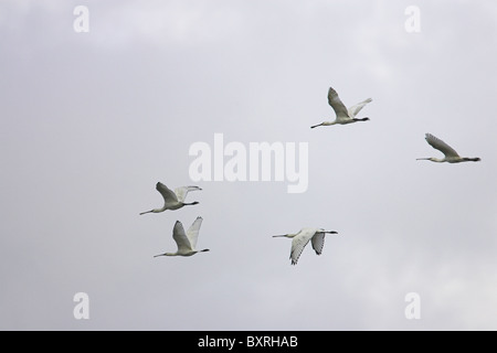 Spatule blanche Platalea leucorodia troupeau en vol au dessus de l'île de Brownsea, Dorset en octobre. Banque D'Images
