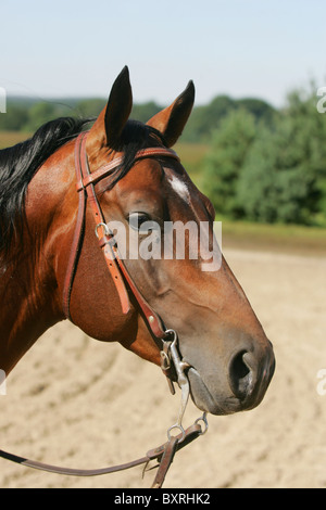 Horse bridle Ouest port Banque D'Images