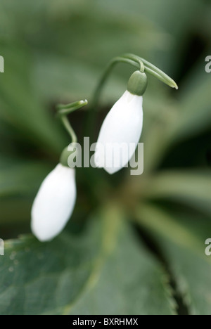 UK, Galanthus nivalis (perce-neige), paire de petites fleurs blanches, close-up Banque D'Images