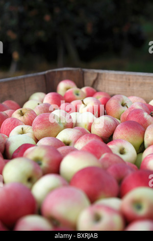 Pommes gala étant récoltés à des vergers de colline de Daval à Sierre, Suisse Banque D'Images