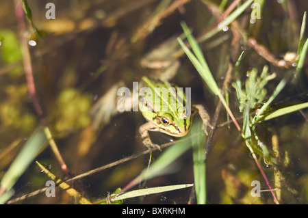 La Lituanie, Salantai, grenouille dans l'étang Banque D'Images