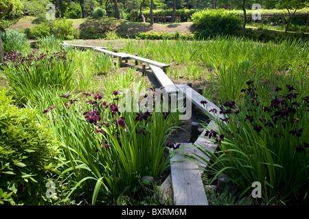 L'Asie, Japon, Tokyo, Koraku, Bunkyo-ku, Jardin Koishikawa Korakuen, ponts au-dessus d'iris Banque D'Images