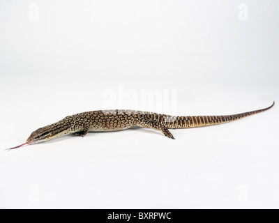 Queue épineuse varan (Varanus acanthurus) Banque D'Images