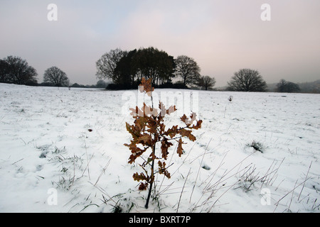 Neige sur Hampstead Heath en hiver à Londres Angleterre Royaume-Uni Banque D'Images