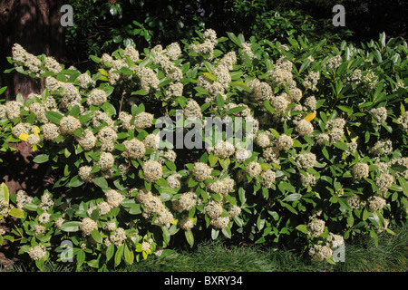 Skimmia japonica, hedge Banque D'Images