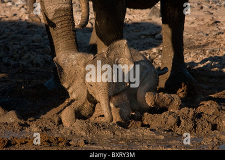 Les jeunes (guide des dépenses 3 ou 4 mois) d'éléphants du désert découvre la joie de boue dans la vallée de l'Hoarusib près de Purros, Namibie Banque D'Images