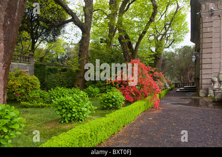 Arbre et les rhododendrons, la Villa Lante, Viterbo, Latium, Italie Banque D'Images