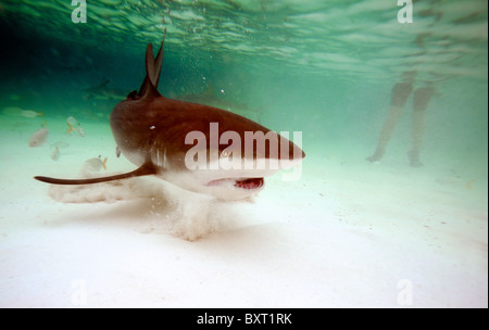 Caribbean reef shark Nom latin : Carcharhinus perezi avec arrière en place. bahamas océan atlantique Banque D'Images