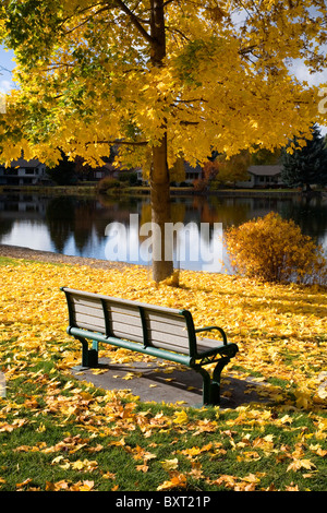 Le banc d'un parc sous un érable en tournant l'or pendant un changement de couleur d'automne le long d'une rivière. Banque D'Images