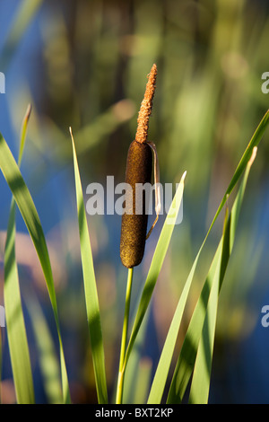 Usine de cattail ( Typha ) , Finlande Banque D'Images