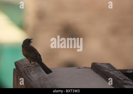 Un oiseau chante sur le bord d'un balcon à Marrakech, Maroc Banque D'Images