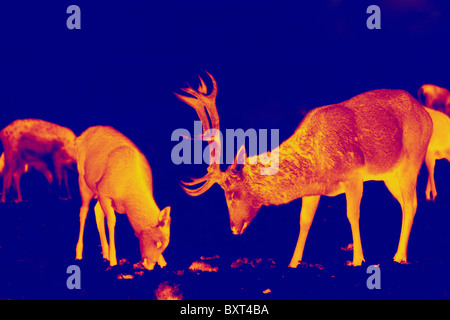 Red Deer stag et convertie en une photographie numérique infrarouge thermique pour apparaître comme un prédateur cherchant chaleur shot Banque D'Images