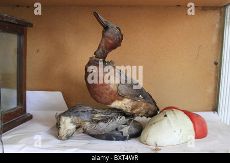 Oiseaux empaillés dans le laboratoire de sciences d'une école roumaine rurale Banque D'Images