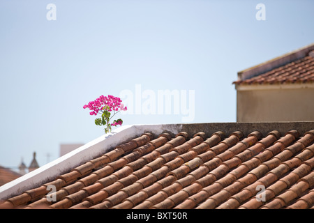 De plus en plus de bougainvillées rose sur un toit, Algarve, Portugal Banque D'Images