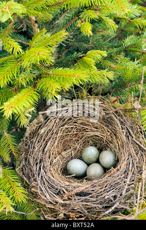 Détail de blackbird oeufs dans le nid Banque D'Images