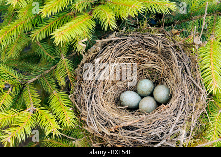 Détail de blackbird oeufs dans le nid Banque D'Images