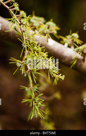 Cedrus atlantica 'Glauca Pendula', cèdre de l'Atlas bleu pleureur Banque D'Images