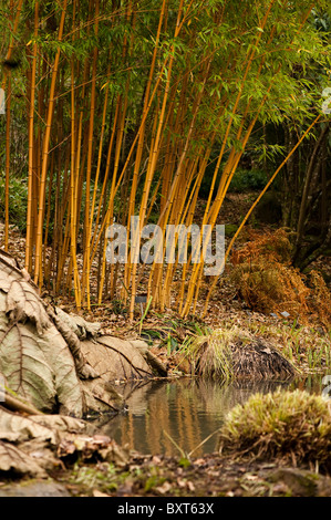 Phyllostachys bambusoides 'Allgold' et d'autres plantes par un étang à RHS Rosemoor en hiver, Devon, Angleterre, Royaume-Uni Banque D'Images