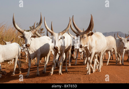 MUNDRI EST DU COMTÉ, DANS LE SUD DU SOUDAN, Décembre 2010 : des éleveurs de la tribu Mundri faire paître leur bétail. Banque D'Images