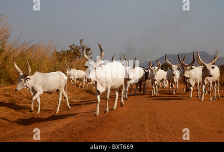 MUNDRI EST DU COMTÉ, DANS LE SUD DU SOUDAN, Décembre 2010 : des éleveurs de la tribu Mundri faire paître leur bétail. Banque D'Images