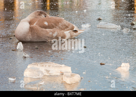 Un cygne muet immatures se reposant sur la glace sur le lac Windermere, Lake District, UK, au cours de la big chill de décembre 2010. Banque D'Images