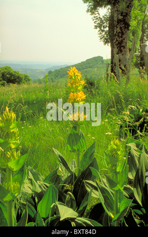 La Grande Gentiane jaune (Gentiana lutea) en Auvergne Banque D'Images