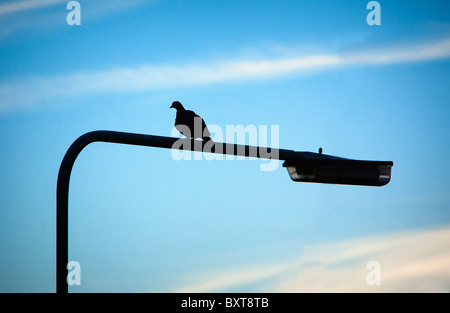 Un pigeon ramier (Columba palumbus) situé au-dessus d'un feu de route. Banque D'Images