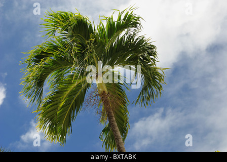 Palmier tropical dans le ciel Banque D'Images