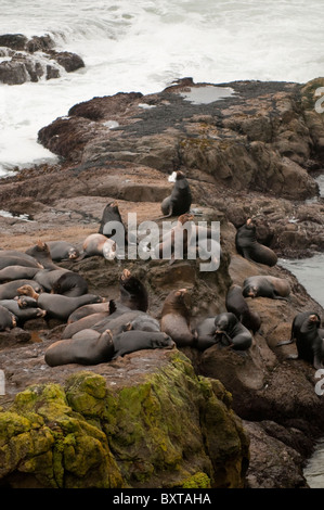 Les Lions de mer au cap Arago State Park - North Cove Banque D'Images