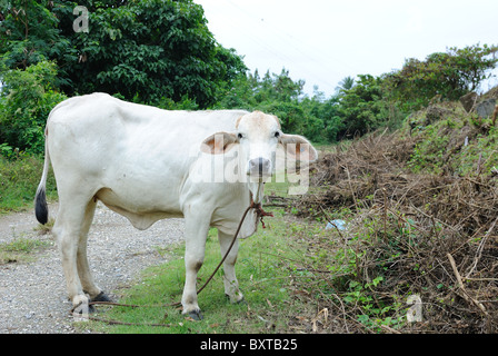 Vache le long d'une route dans les Caraïbes. Banque D'Images