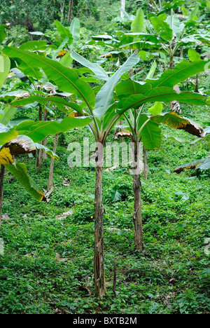 Les jeunes arbres de bananes sur une plantation de banane Banque D'Images