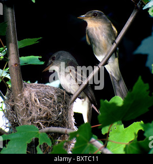 Moucherolle vert nest Banque D'Images