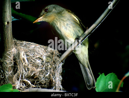 Moucherolle vert nest Banque D'Images