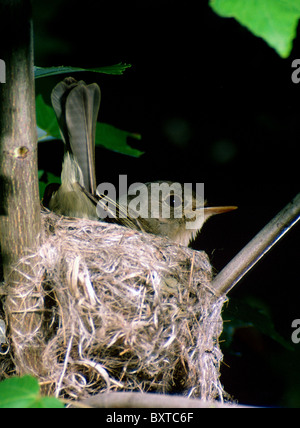 Moucherolle vert nest Banque D'Images